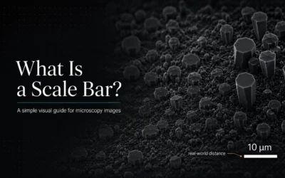 What Is a Scale Bar in a Microscopy Image?