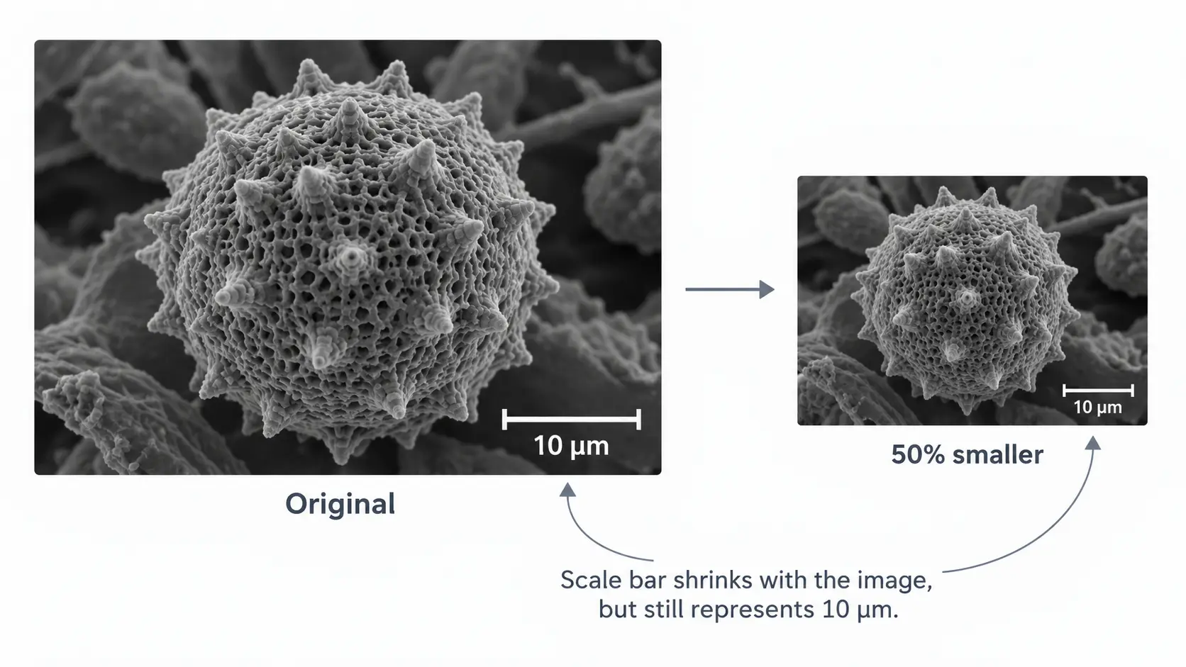 Microscopy image and 10 micrometer scale bar resized together proportionally